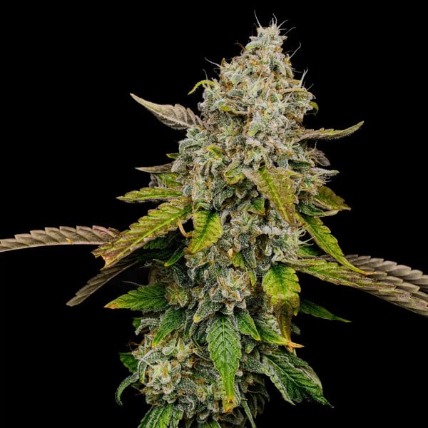 HAZE BERRY - Imagen 2