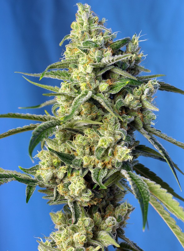 SWEET AMNESIA HAZE - Imagen 2