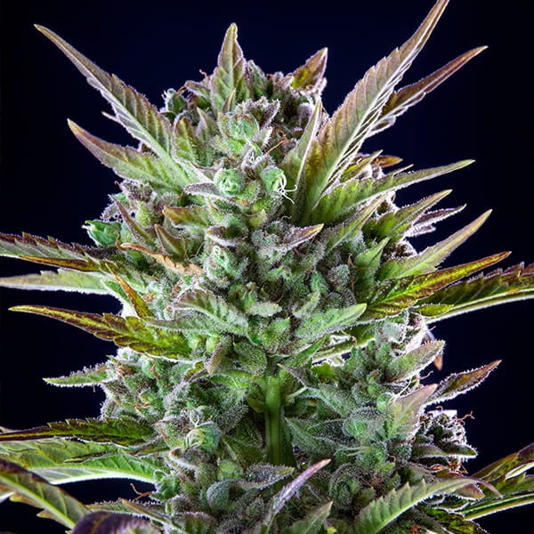 PINEAPPLE KUSH - Imagen 2