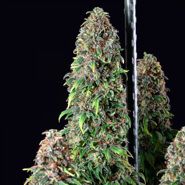 WEEDING GELATO - Imagen 2