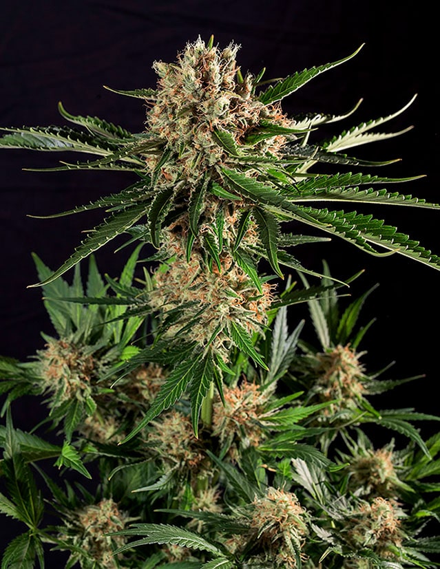 TXERRI BILBO HAZE - Imagen 2